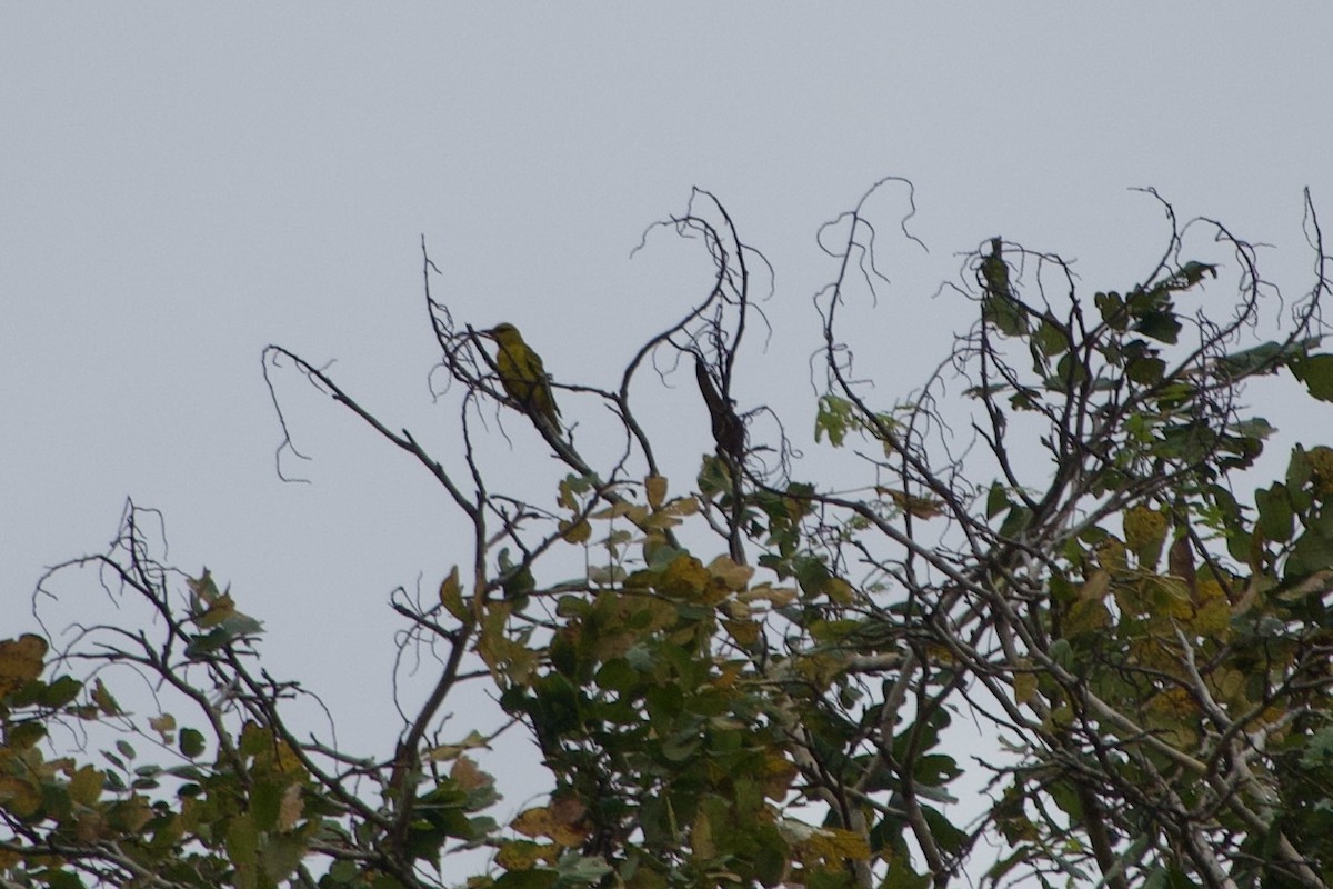 African Golden Oriole - ML642954899