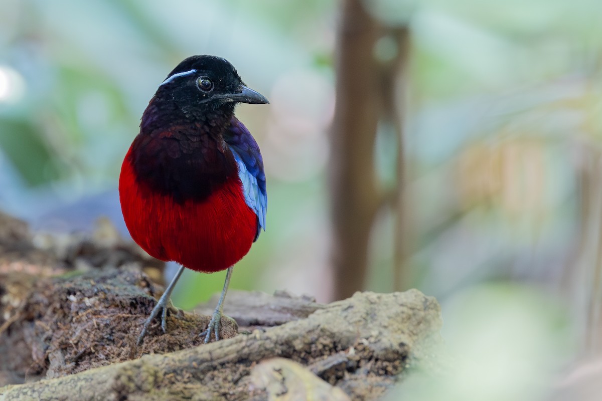 クロアカヤイロチョウ - ML642954922