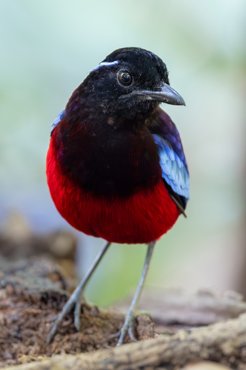 クロアカヤイロチョウ - ML642954923