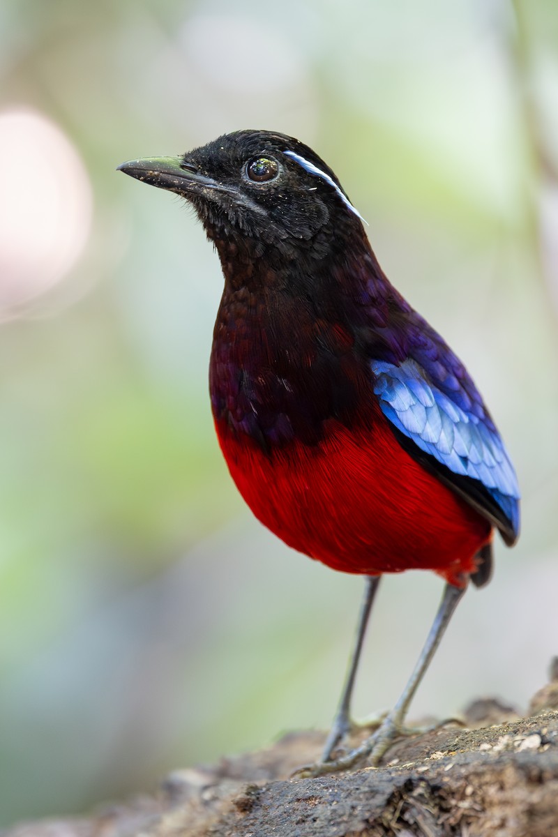 クロアカヤイロチョウ - ML642954924