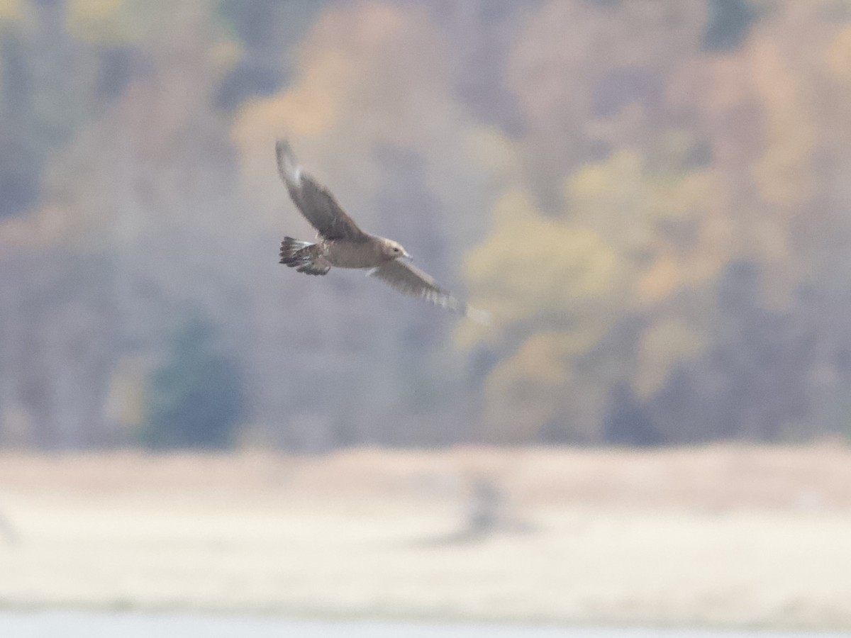 クロトウゾクカモメ - ML642954930