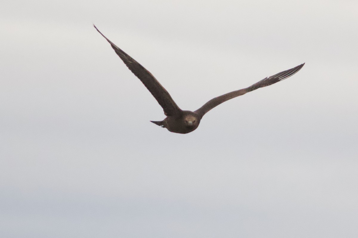 クロトウゾクカモメ - ML642954931