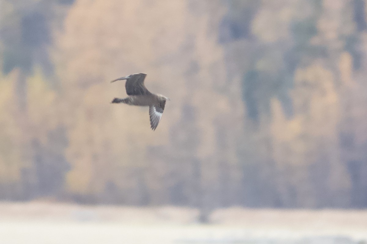 クロトウゾクカモメ - ML642954932