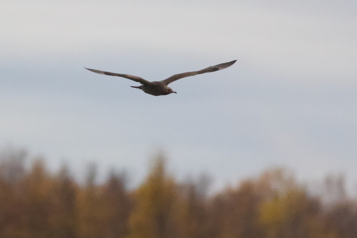 クロトウゾクカモメ - ML642954933