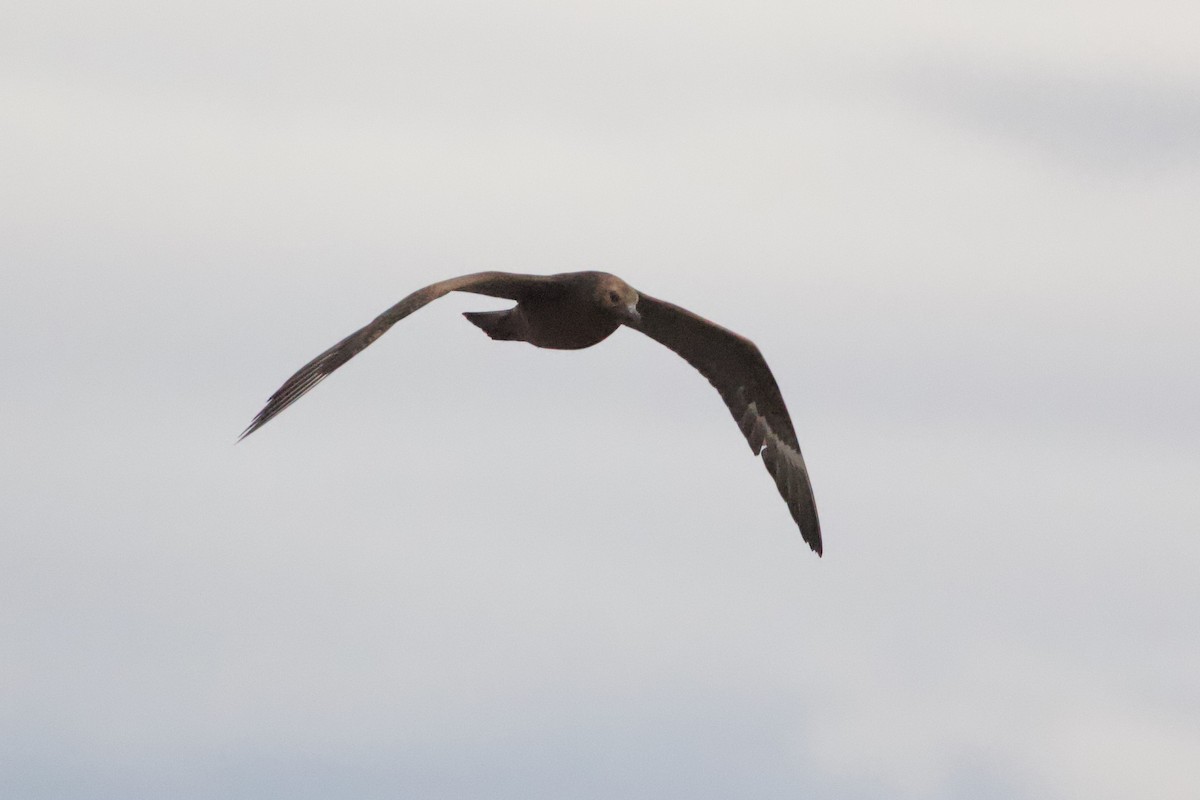 クロトウゾクカモメ - ML642954939