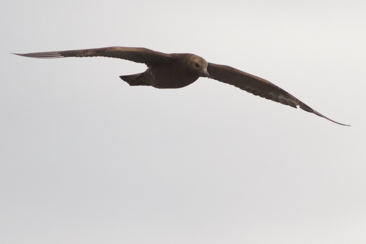 クロトウゾクカモメ - ML642954941