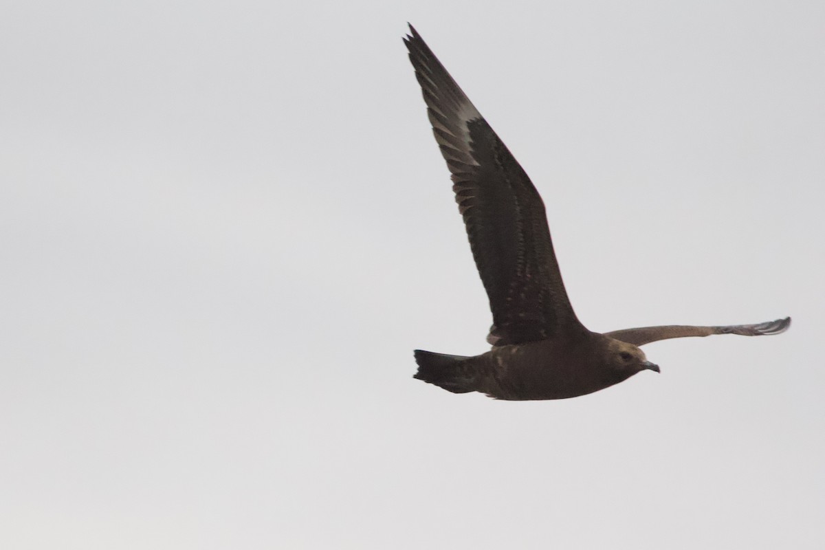 クロトウゾクカモメ - ML642954942