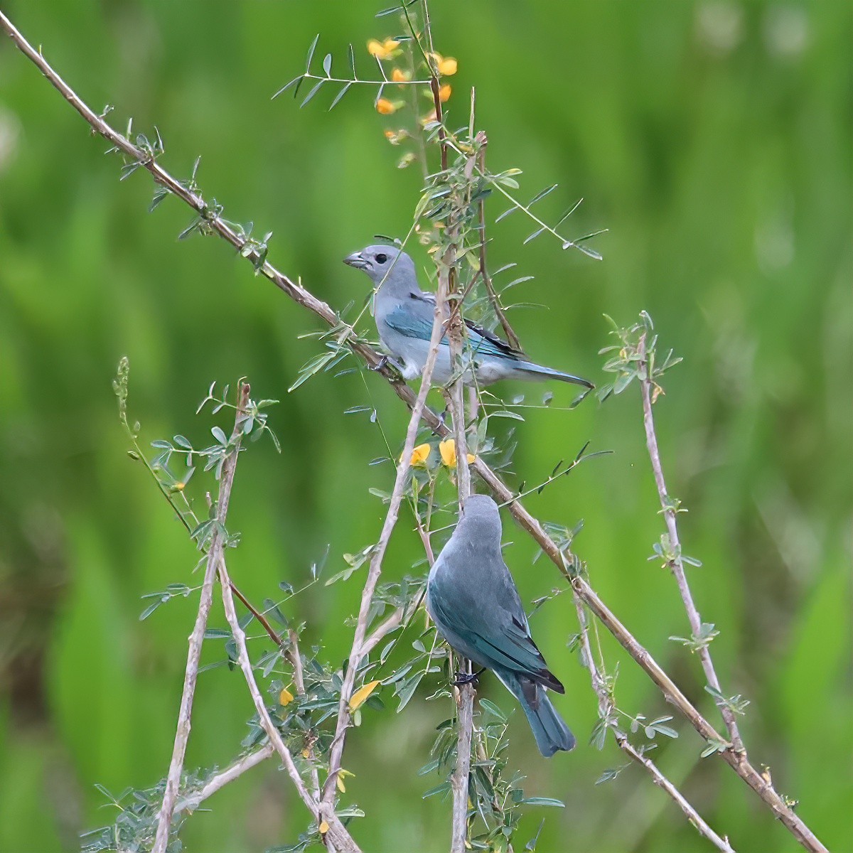 Sayaca Tanager - ML642954960