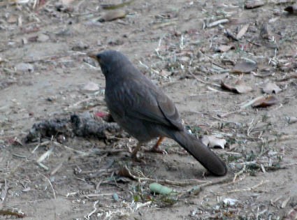 Jungle Babbler - ML642954976