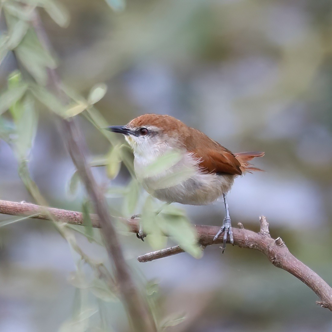 Yellow-chinned Spinetail - ML642954980