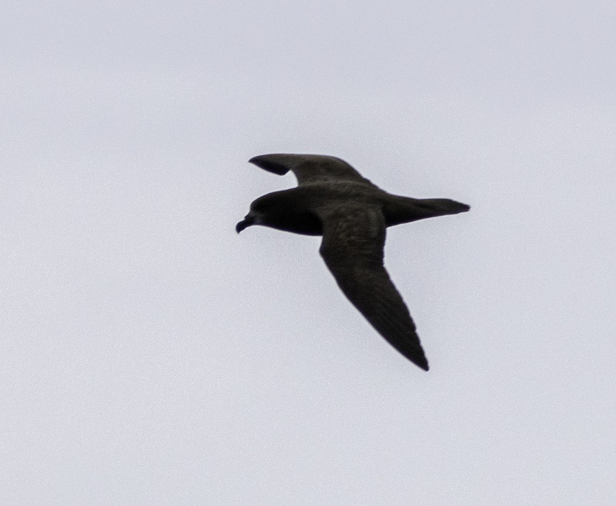 Gray-faced Petrel - ML642955002