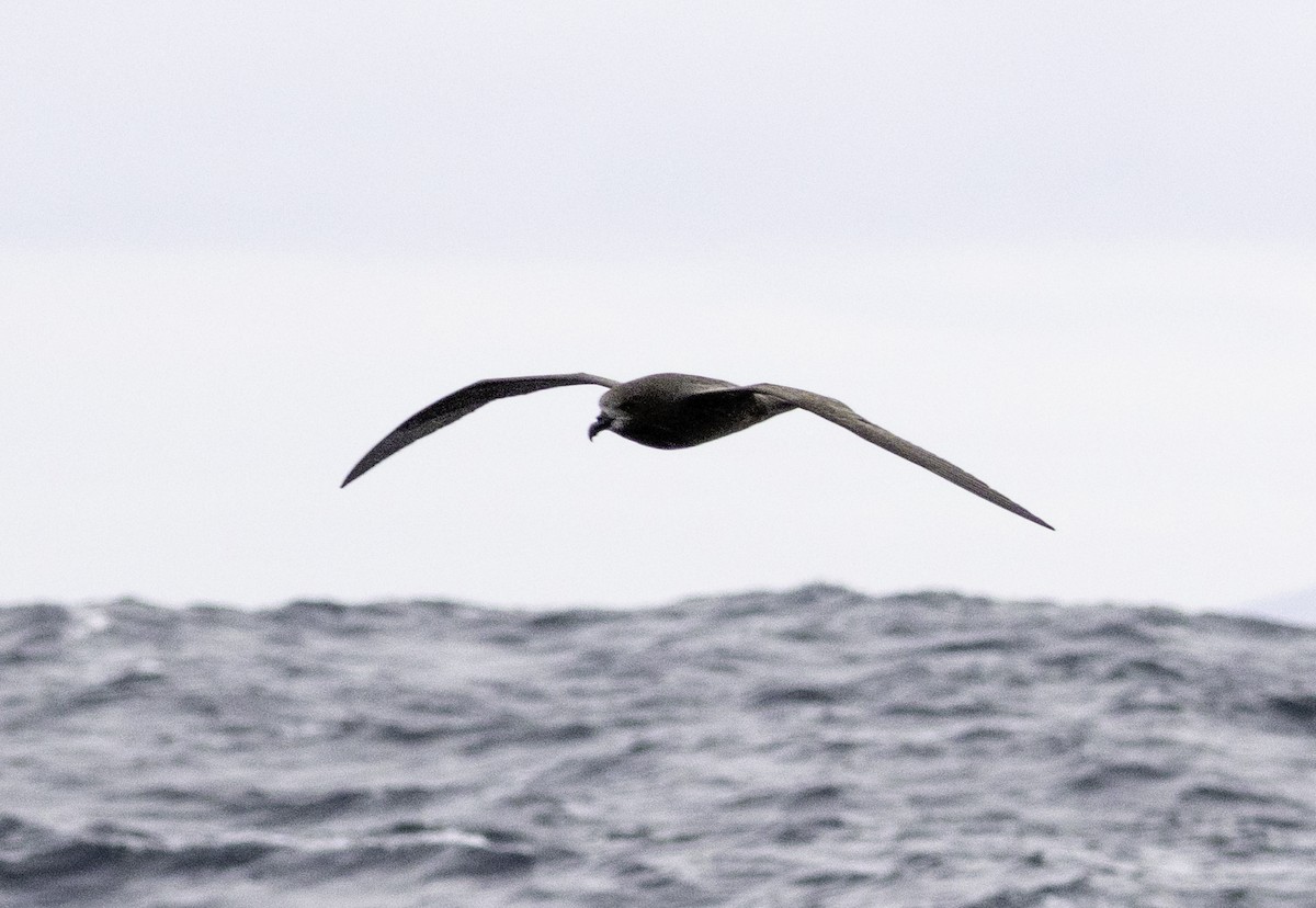 Gray-faced Petrel - ML642955003
