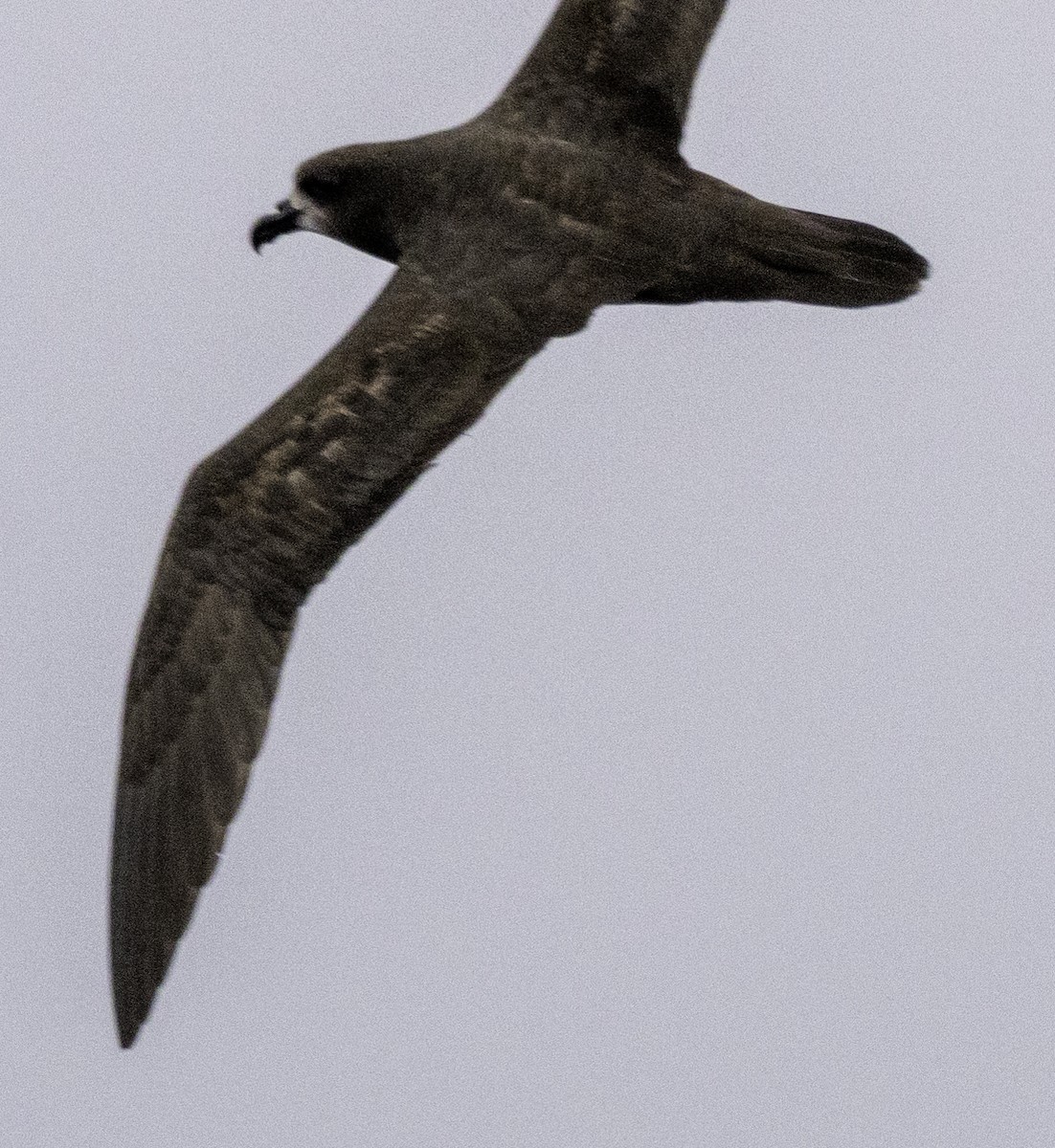 Gray-faced Petrel - ML642955004