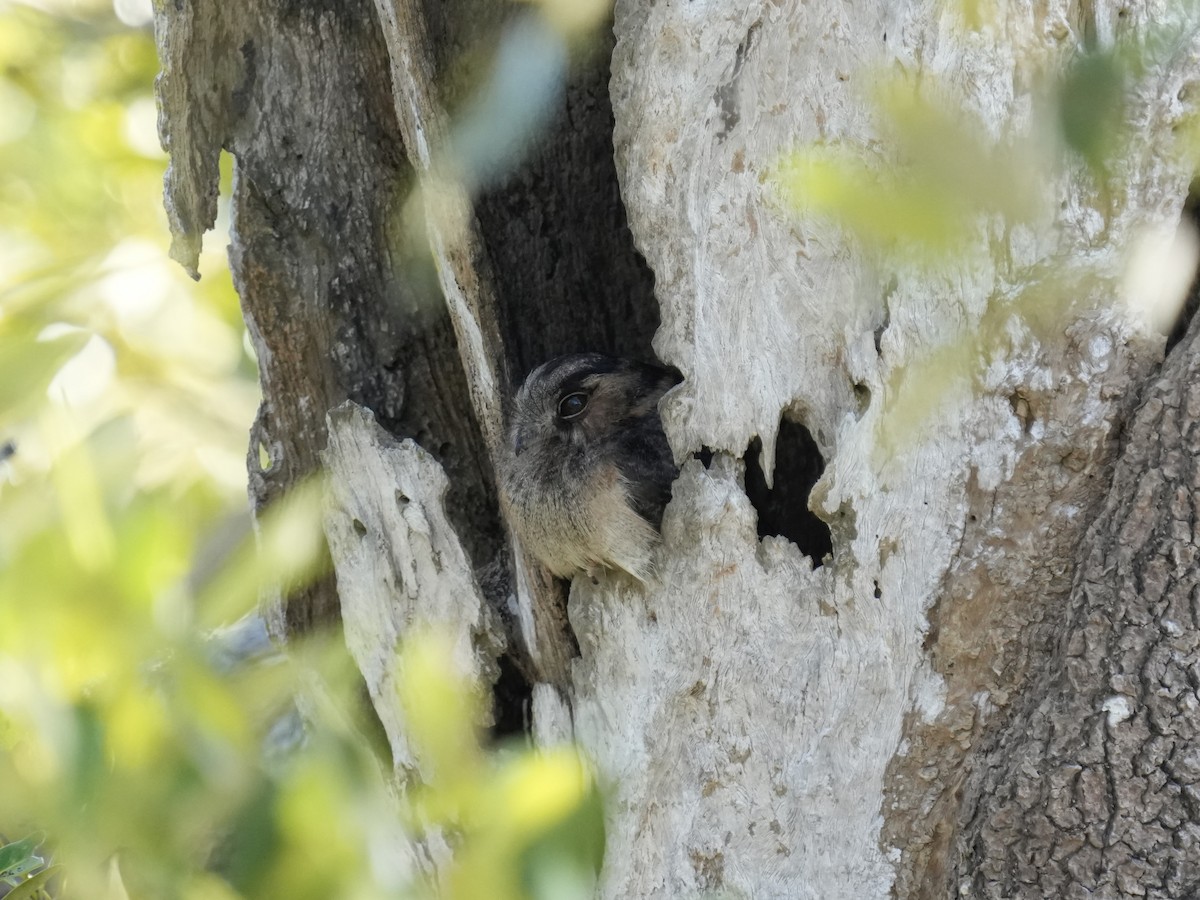 Australian Owlet-nightjar - ML642955005