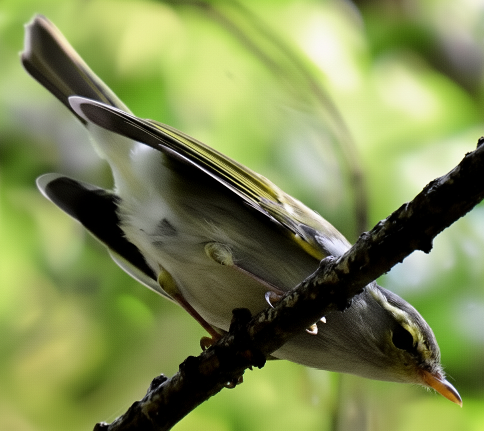 Western Crowned Warbler - ML642955021