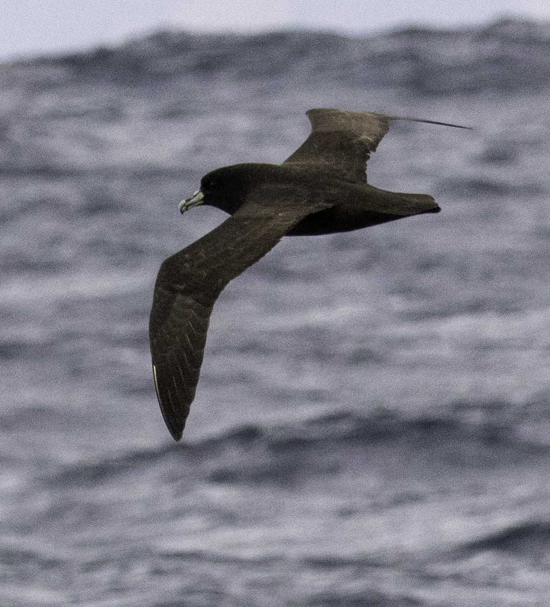 White-chinned Petrel - ML642955025