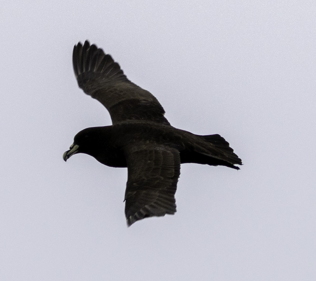 White-chinned Petrel - ML642955026
