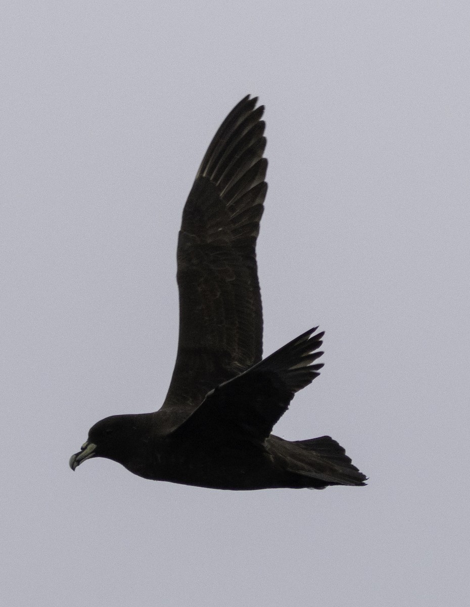 White-chinned Petrel - ML642955027