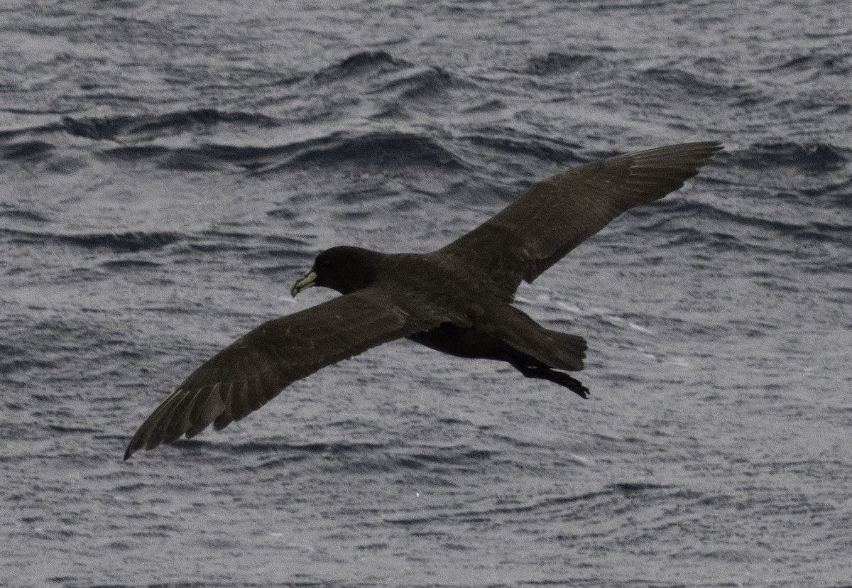 White-chinned Petrel - ML642955028