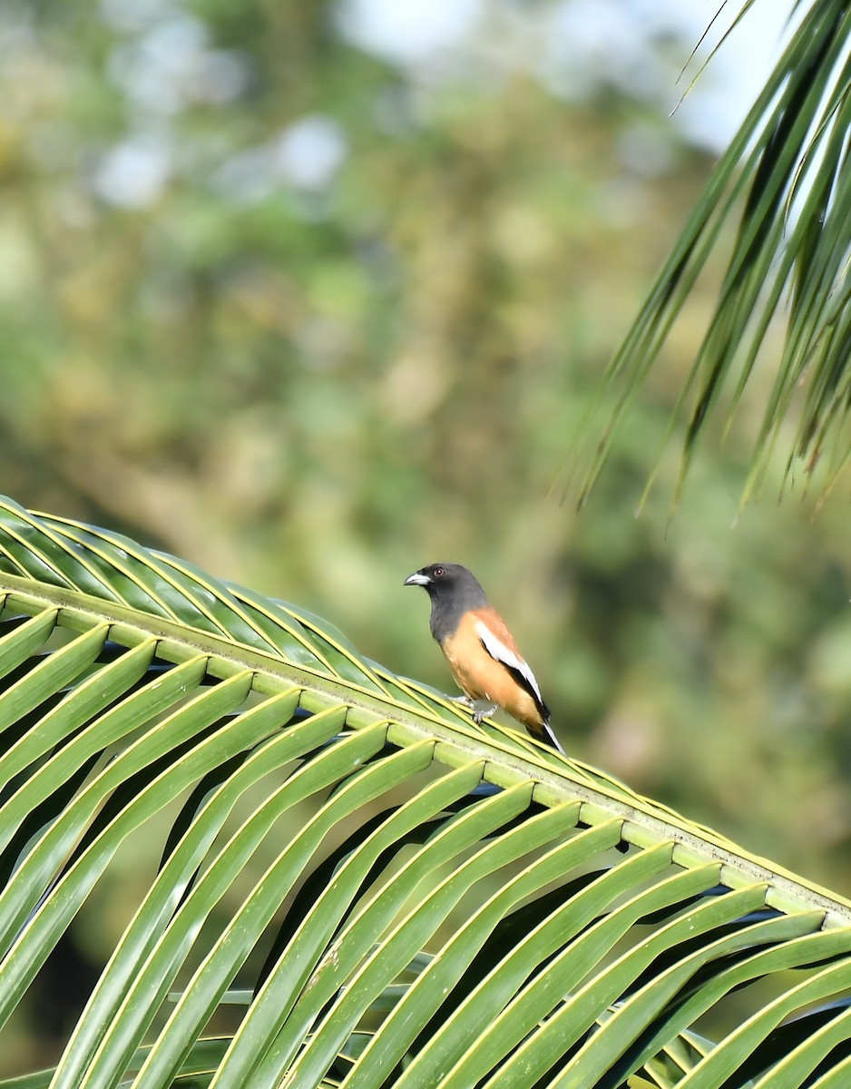 Rufous Treepie - ML642955032