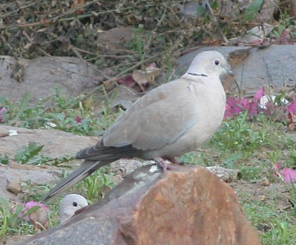 Türkentaube - ML642955036
