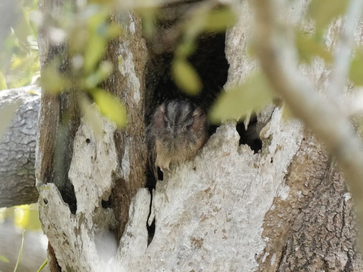 Australian Owlet-nightjar - ML642955039