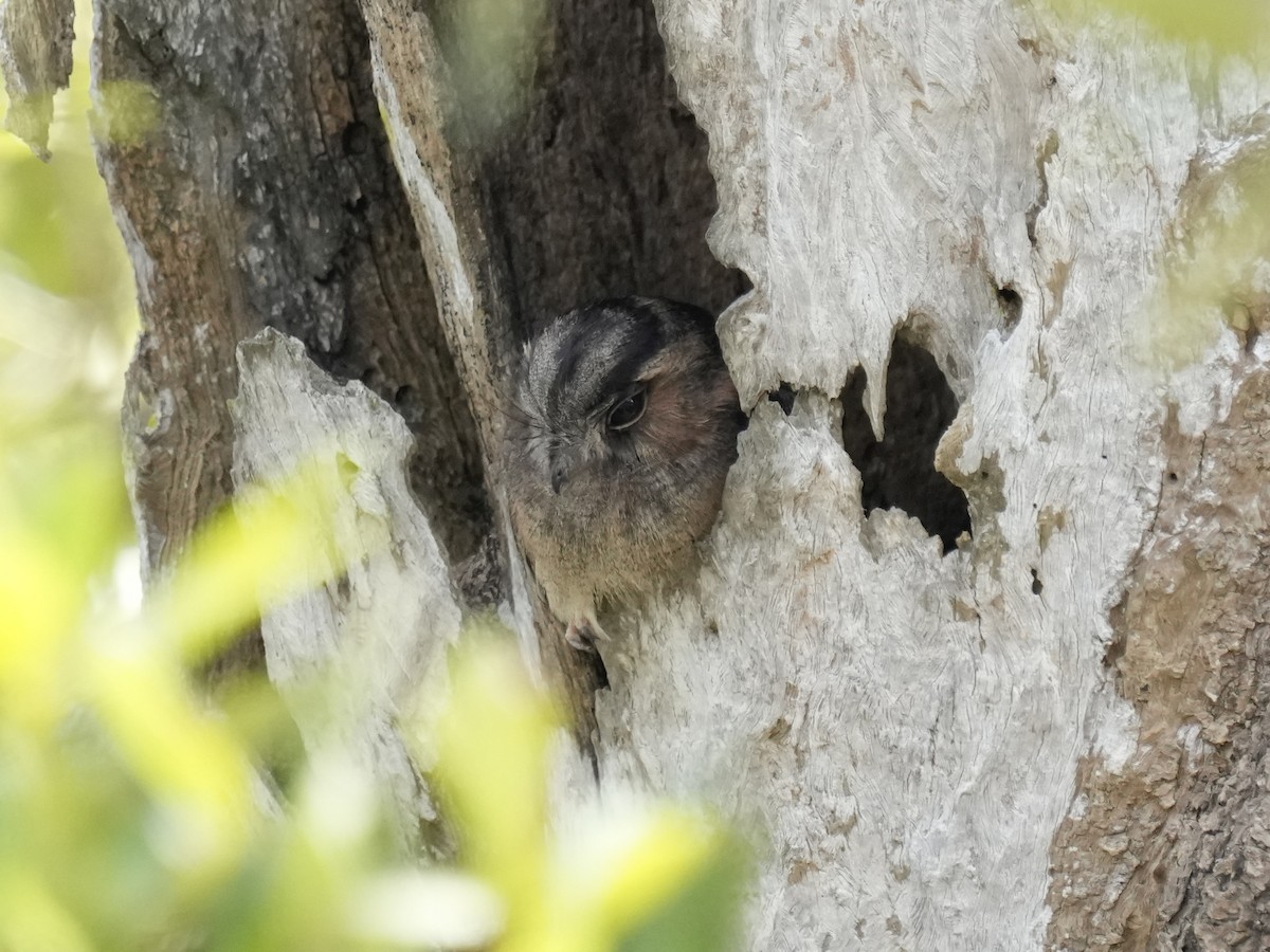 Australian Owlet-nightjar - ML642955040