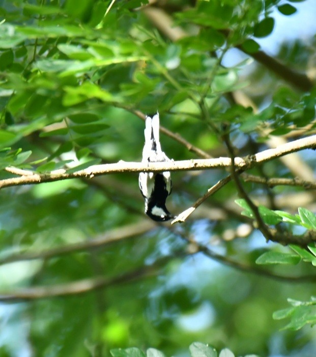 Asian Tit - ML642955063