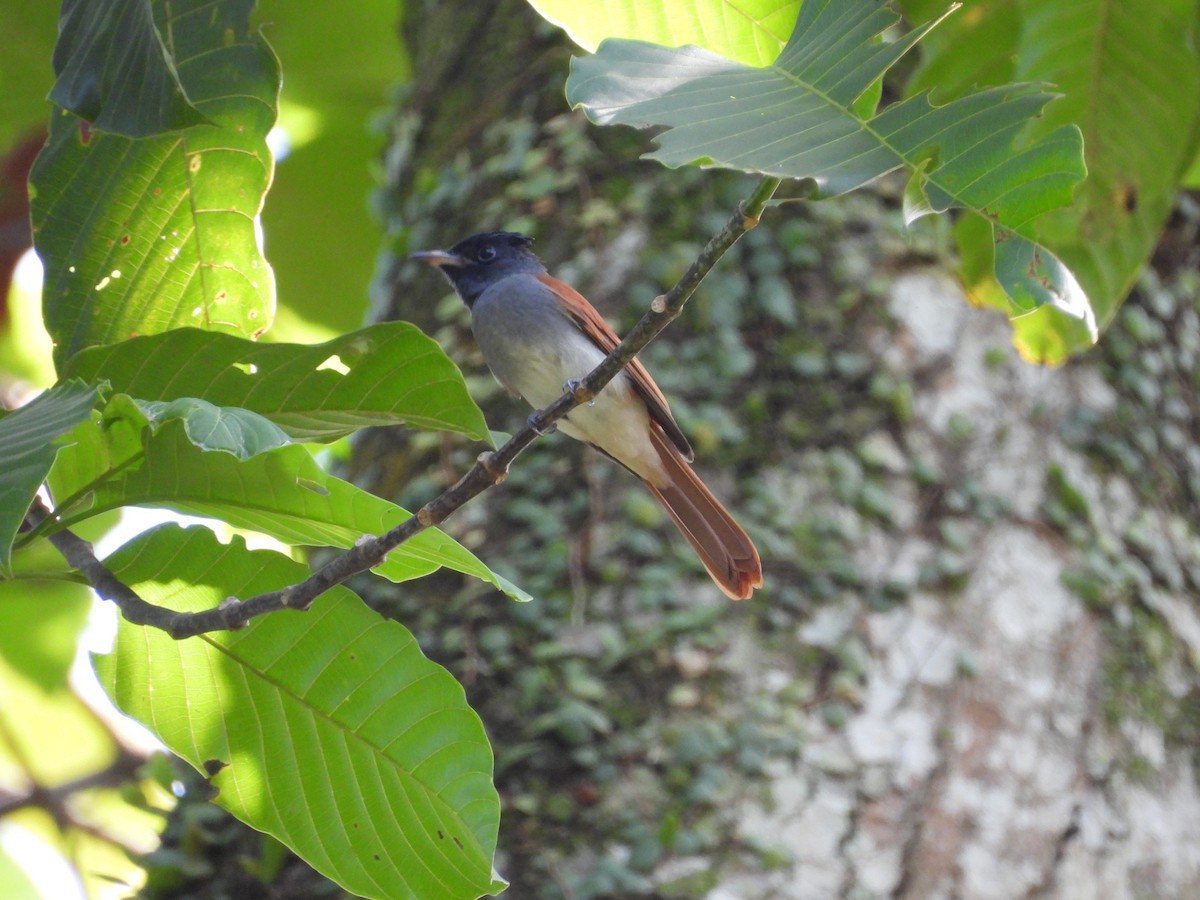Amur Paradise-Flycatcher - ML642955067
