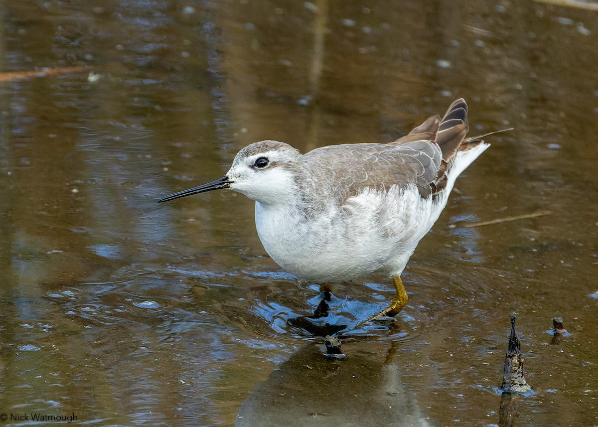 Wilson's Phalarope - ML642955080