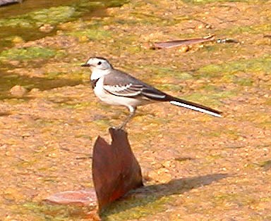 Bachstelze - ML642955091