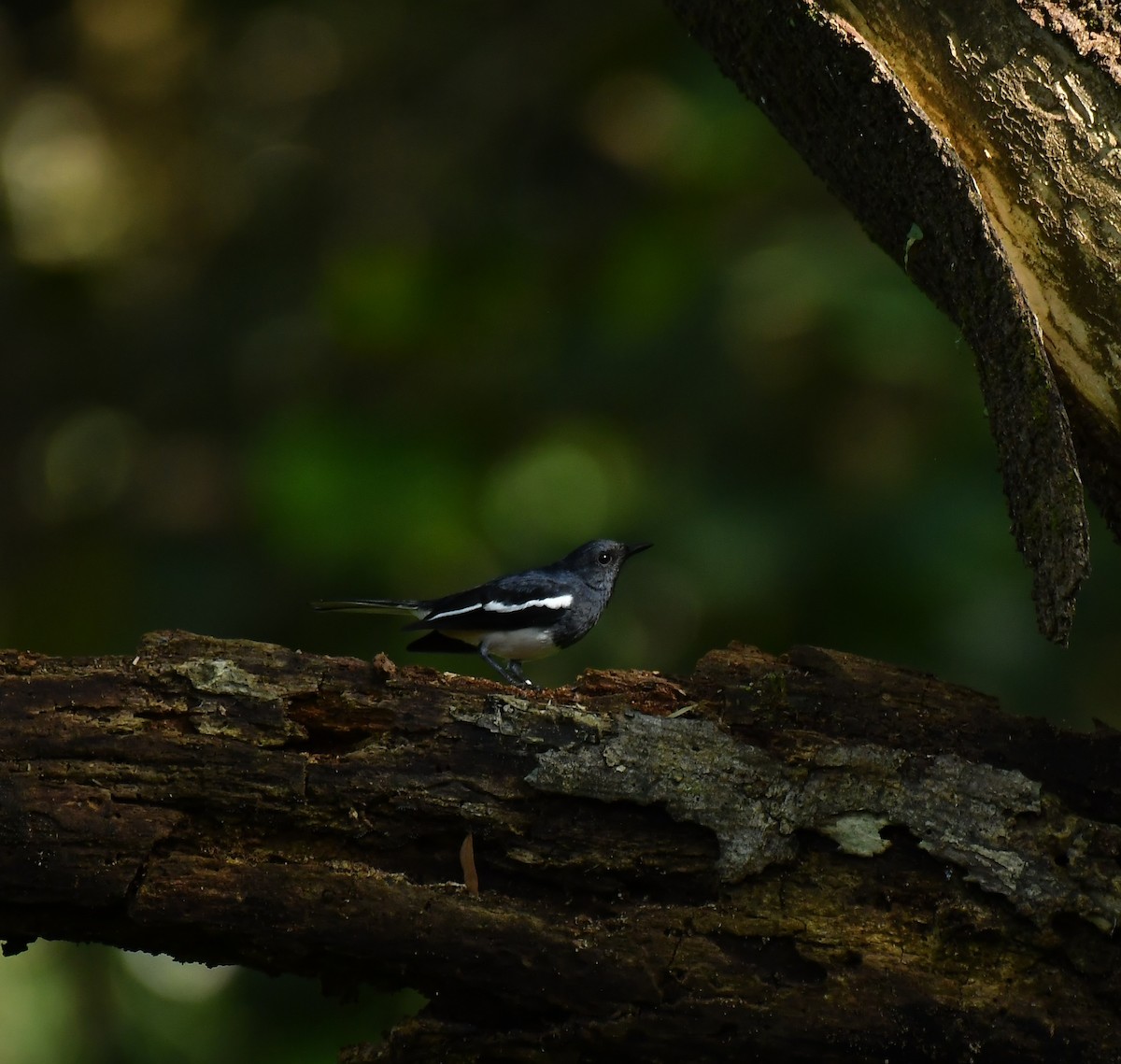 Oriental Magpie-Robin - ML642955092