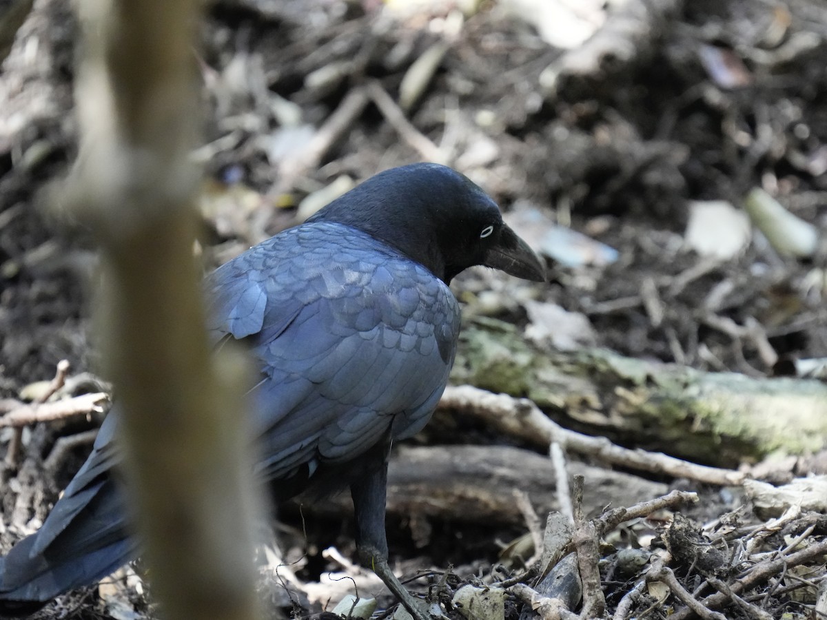 Torresian Crow - ML642955101
