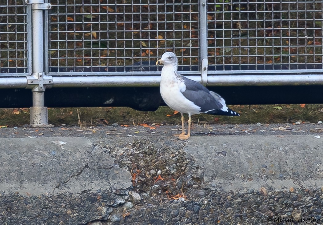 Lesser Black-backed Gull - Melissa Hafting