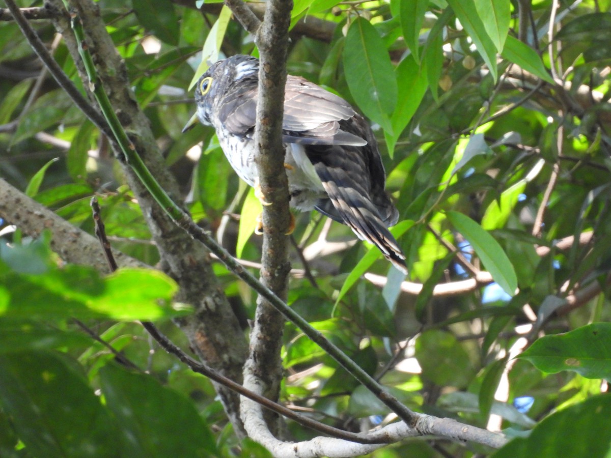 Malaysian Hawk-Cuckoo - ML642955105