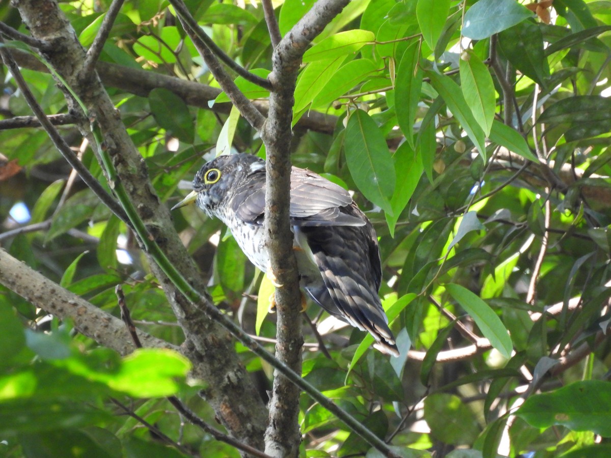 Malaysian Hawk-Cuckoo - ML642955106