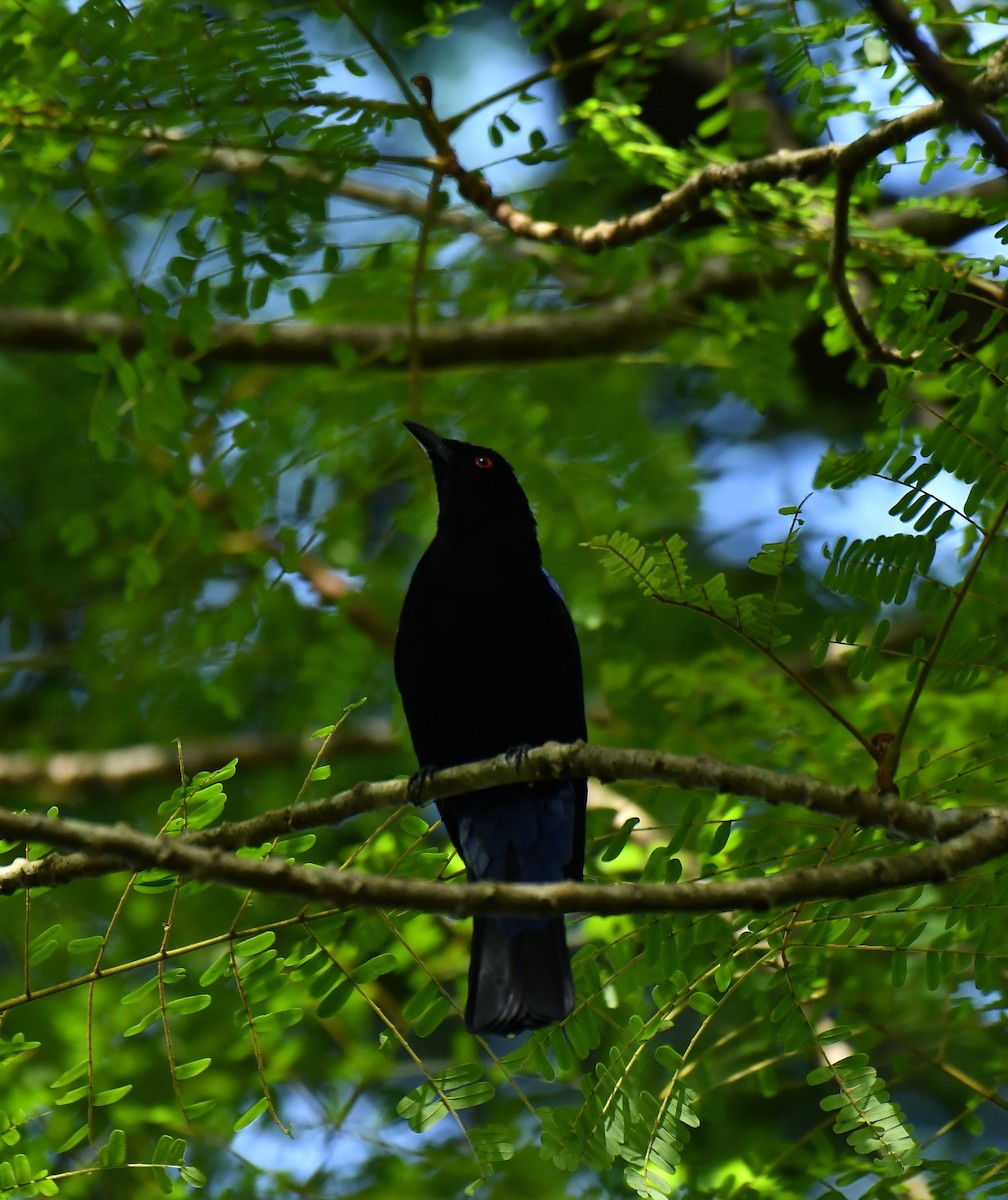 Asian Fairy-bluebird - ML642955114