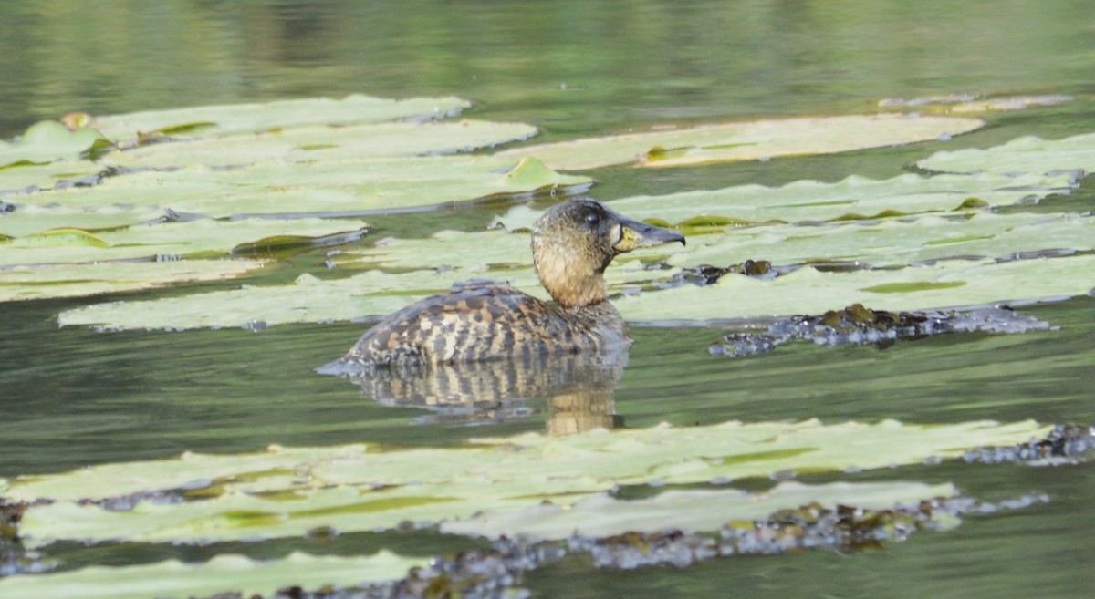 White-backed Duck - ML642955116