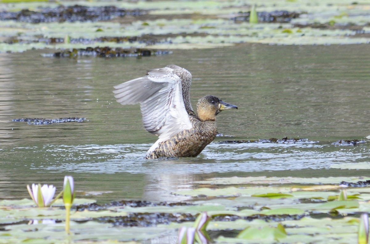White-backed Duck - ML642955117