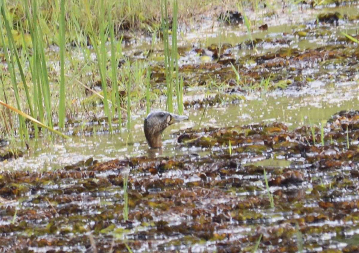 White-backed Duck - ML642955118