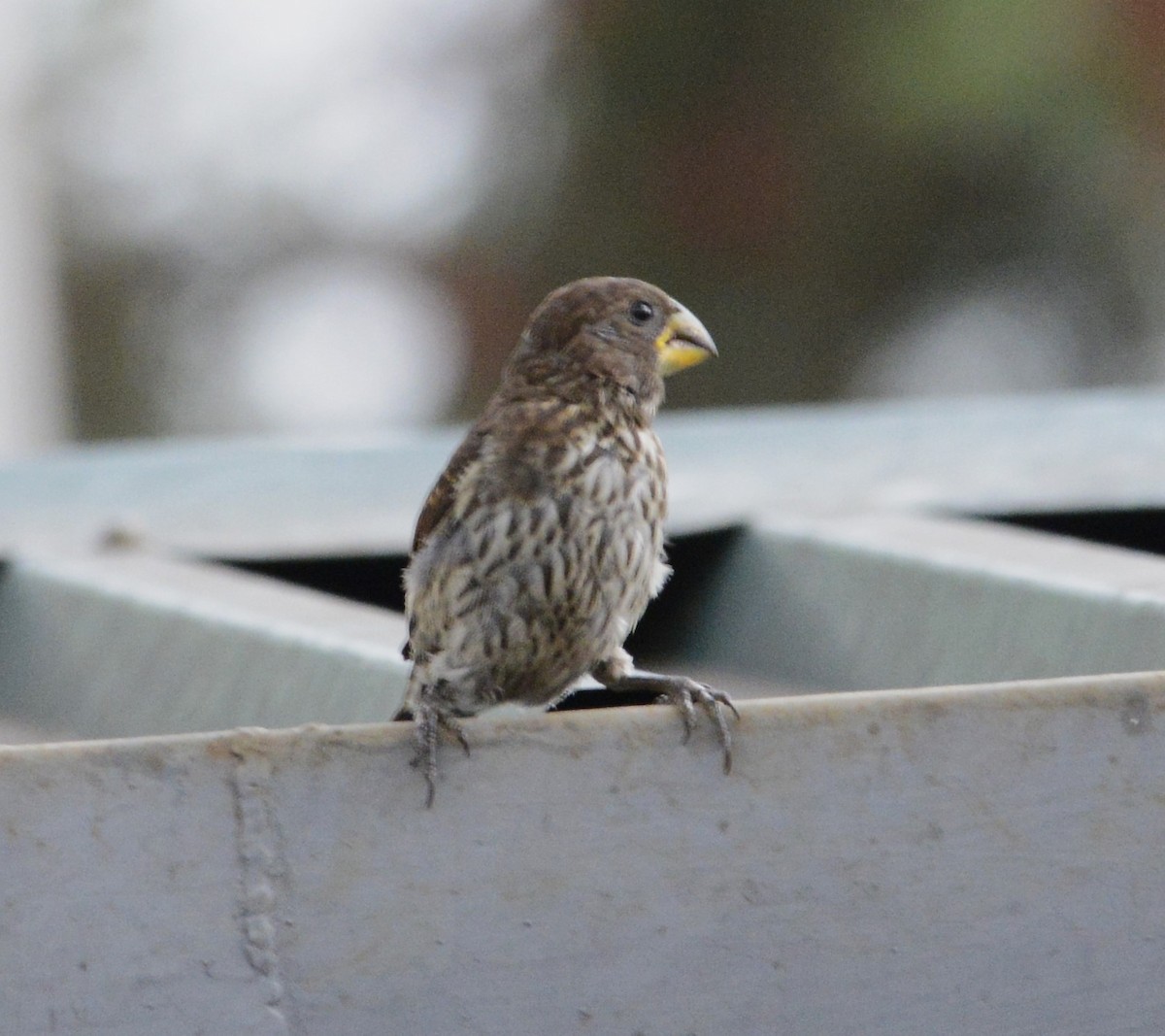 Grosbeak Weaver - ML642955144