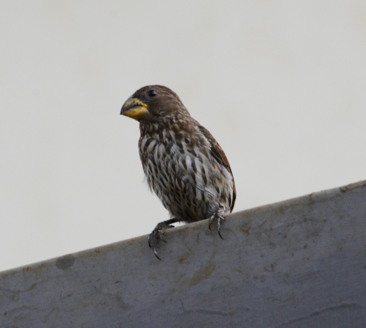 Grosbeak Weaver - ML642955145