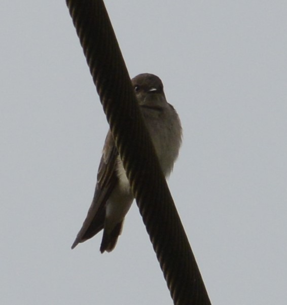 Plain Martin - ML642955149