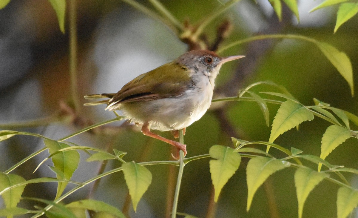 Common Tailorbird - ML642955166