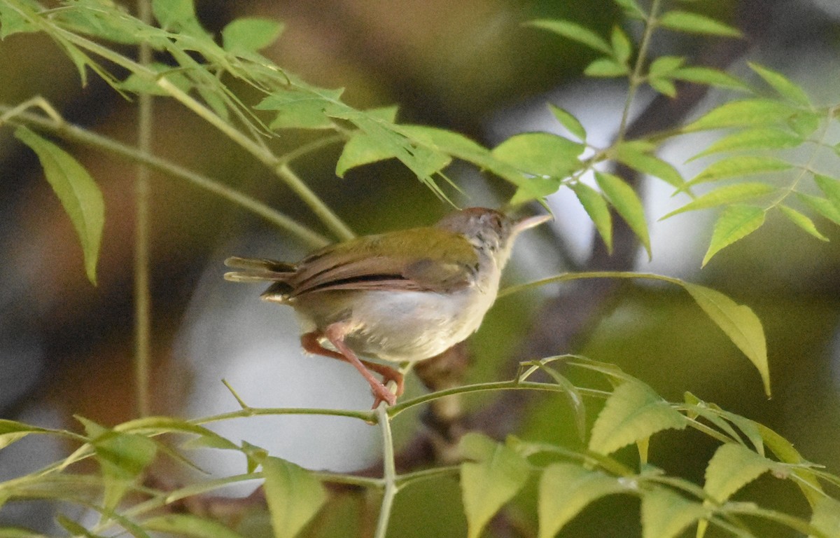 Common Tailorbird - ML642955167