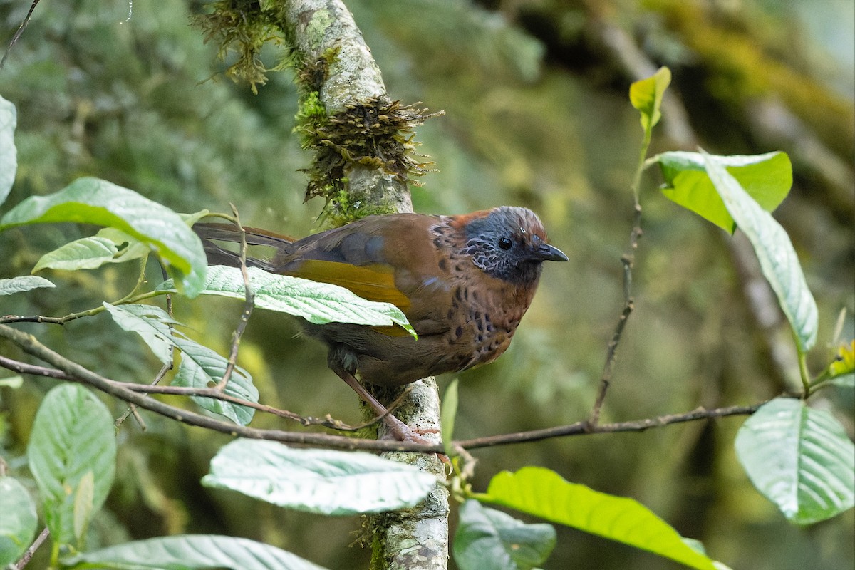 Chestnut-crowned Laughingthrush - ML642955173