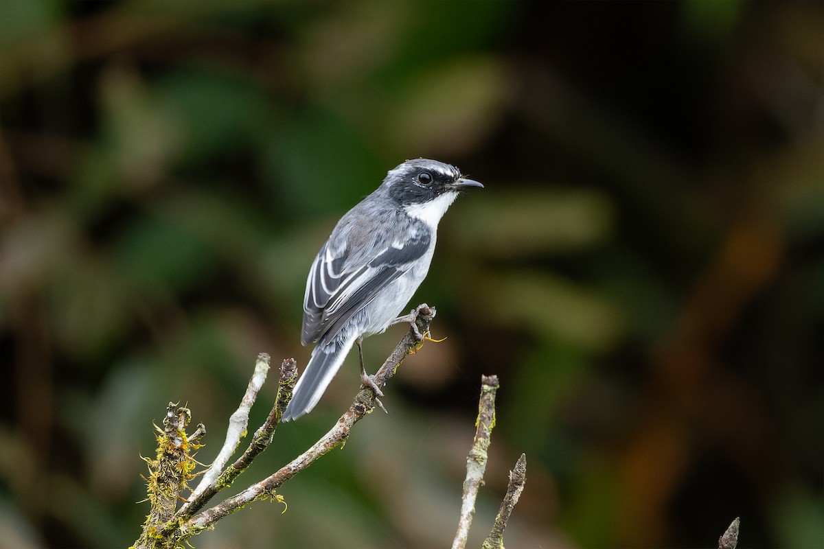 Gray Bushchat - ML642955177