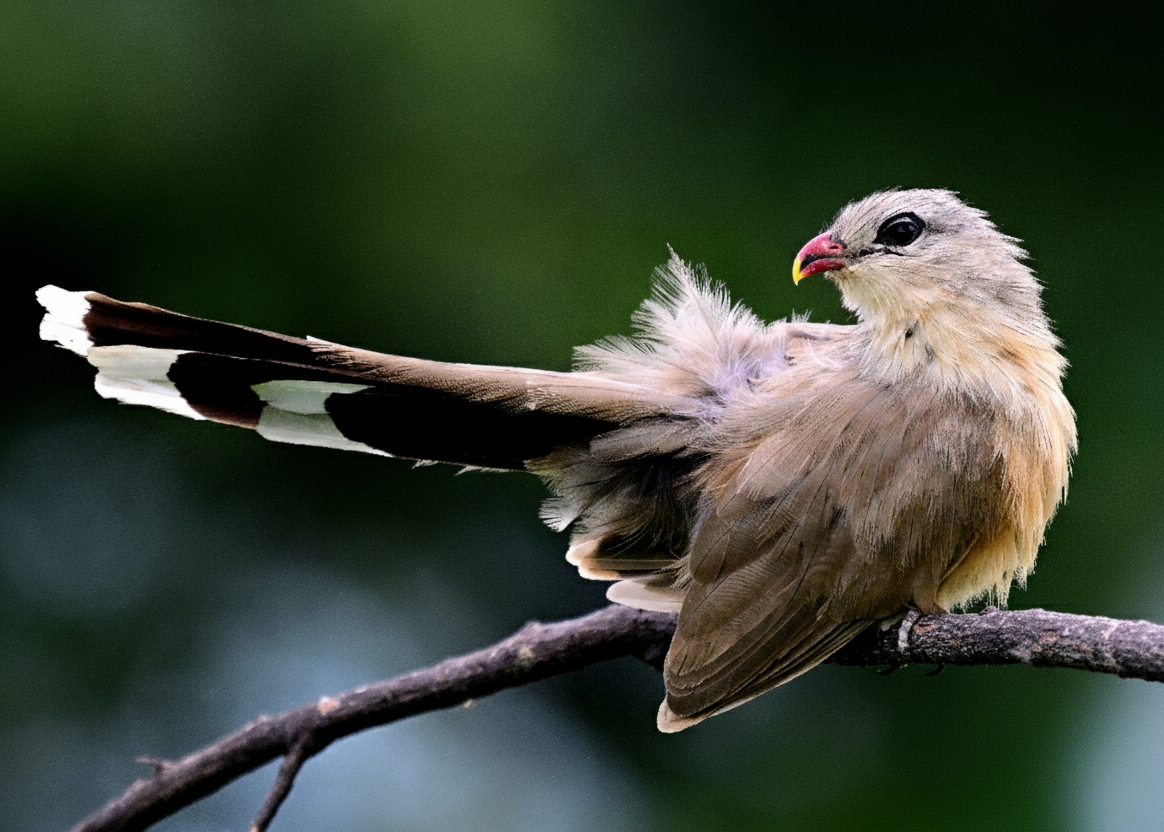 Sirkeer Malkoha - ML642955189