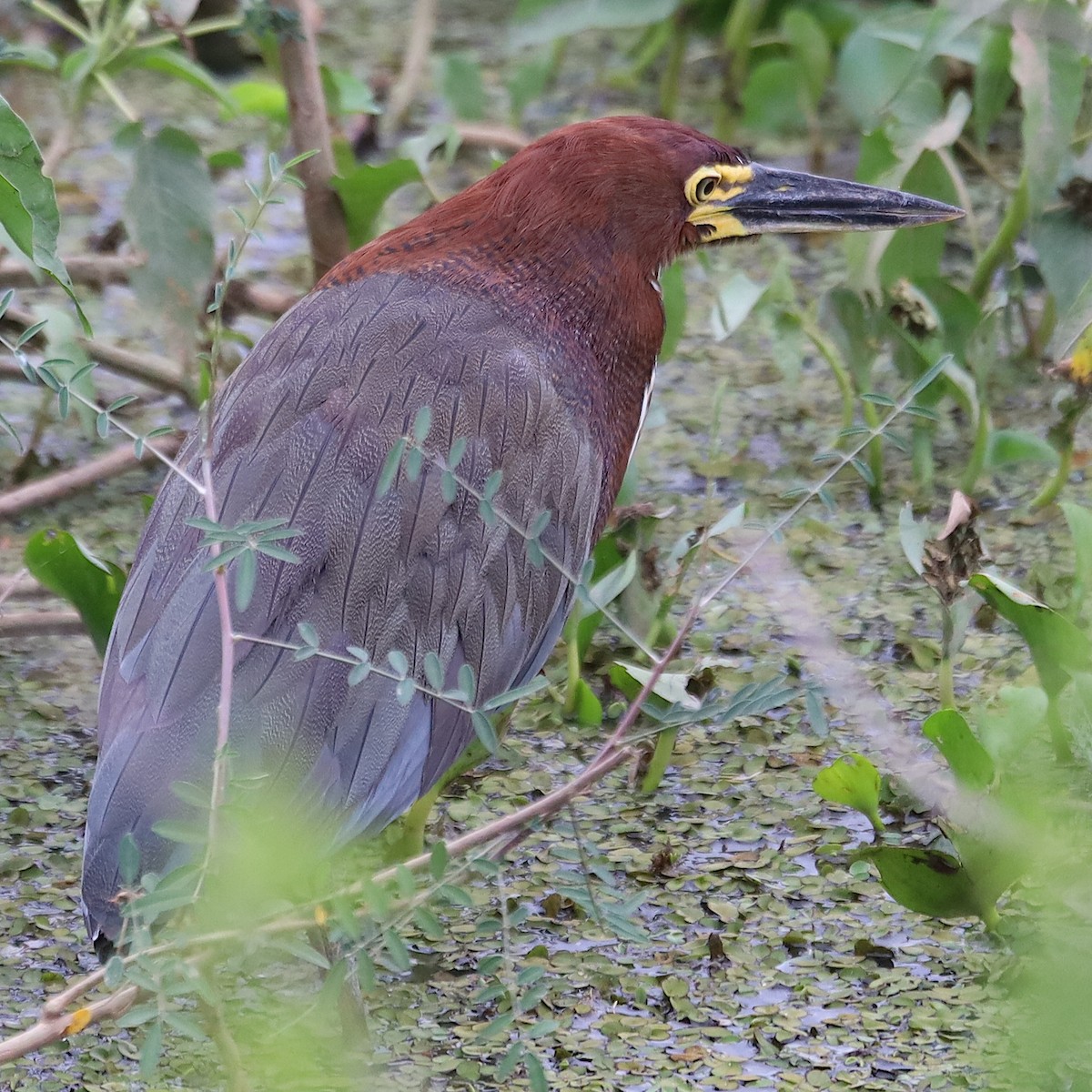 Rufescent Tiger-Heron - ML642955208