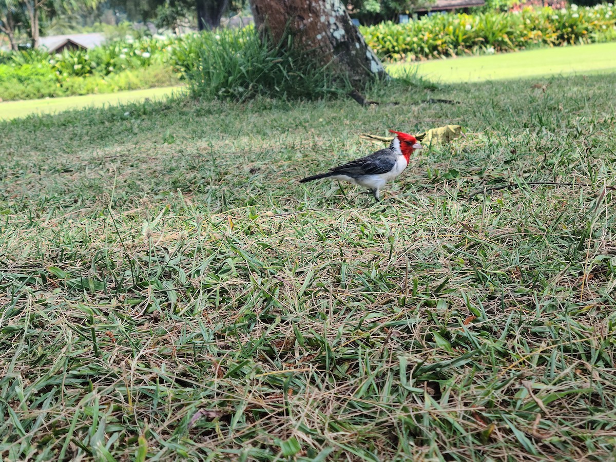Red-crested Cardinal - ML642955211